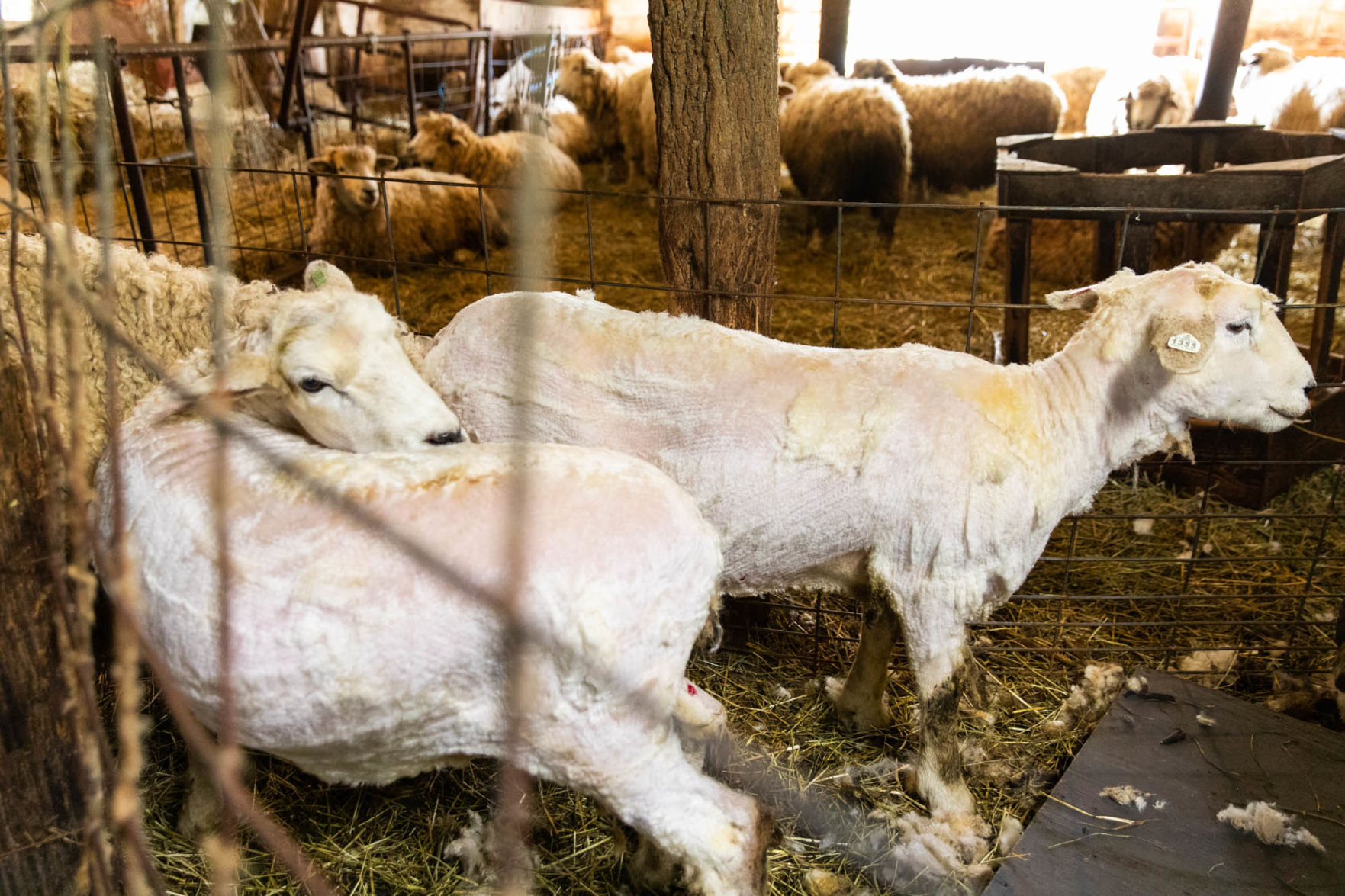 0929_wdj_sheepshearing_SS11.JPG